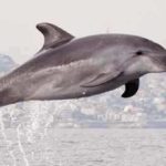 Ou voir des dauphins à Marseille ?